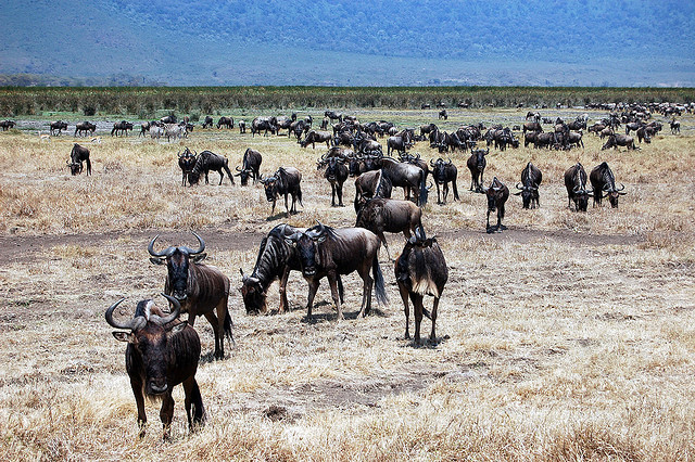 Wildebeest in Ngorogoro Crater