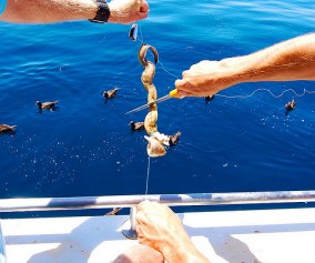 Four arms, fore arms.