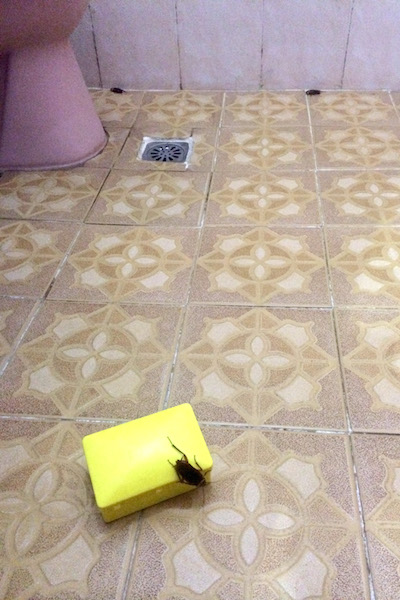 Indonesia bathroom cockroaches