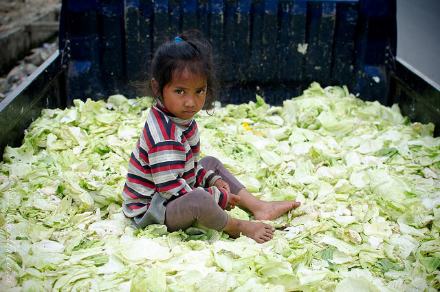 "Cabbage Patch Kid". Central Sumatra is overflowing with cabbage.
