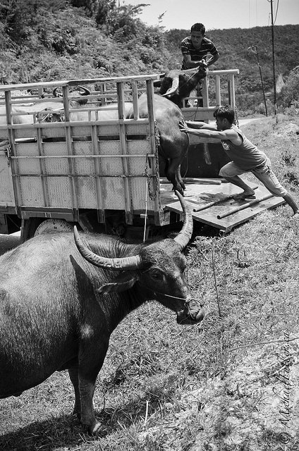 16959693447_22b6fb237c_z